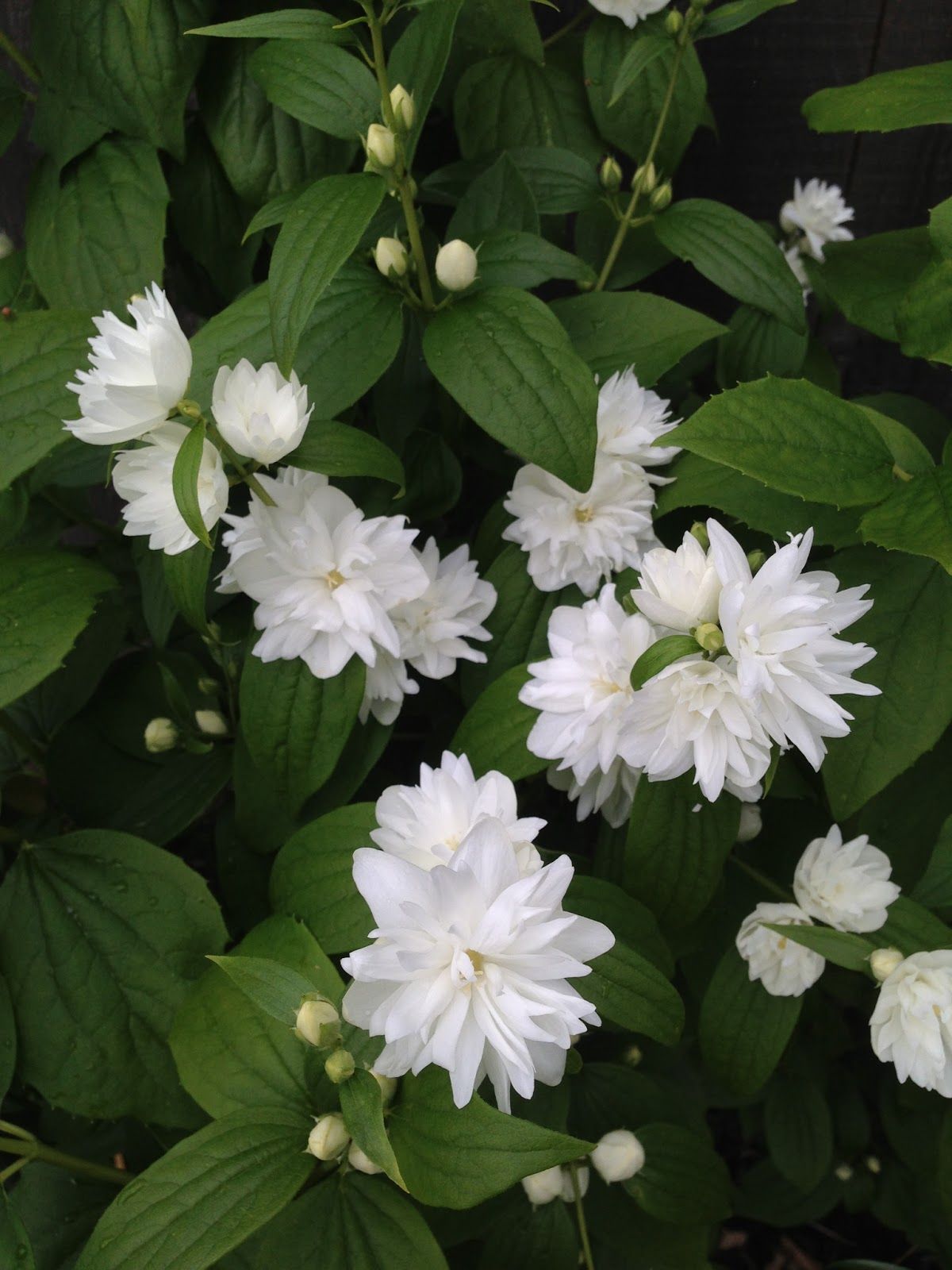 Philadelphus virginalis 'Minnesota Snowflake'